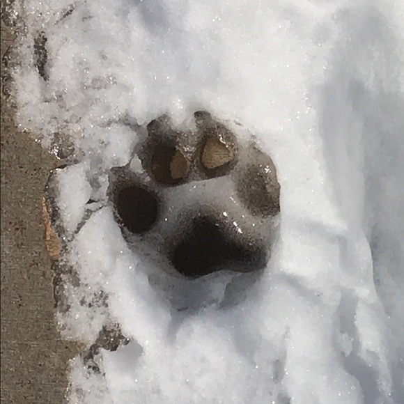 Meet your Posher, Elizabeth - Picture 1 of 1